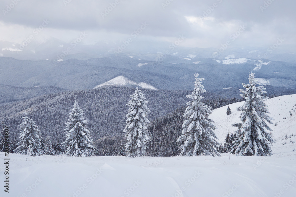 Great winter photo in Carpathian mountains with snow covered fir trees. Colorful outdoor scene, Happy New Year celebration concept. Artistic style post processed photo