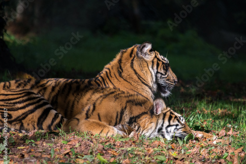 Sumatran Tigers