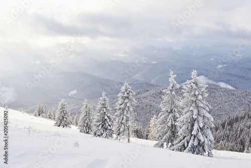 Beautiful winter landscape with snow covered trees © standret