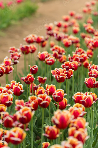 Red and Yellow Tulips © Suzanne
