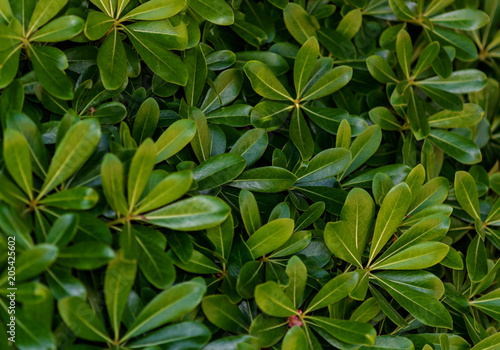 Tea leaf close-up, background.