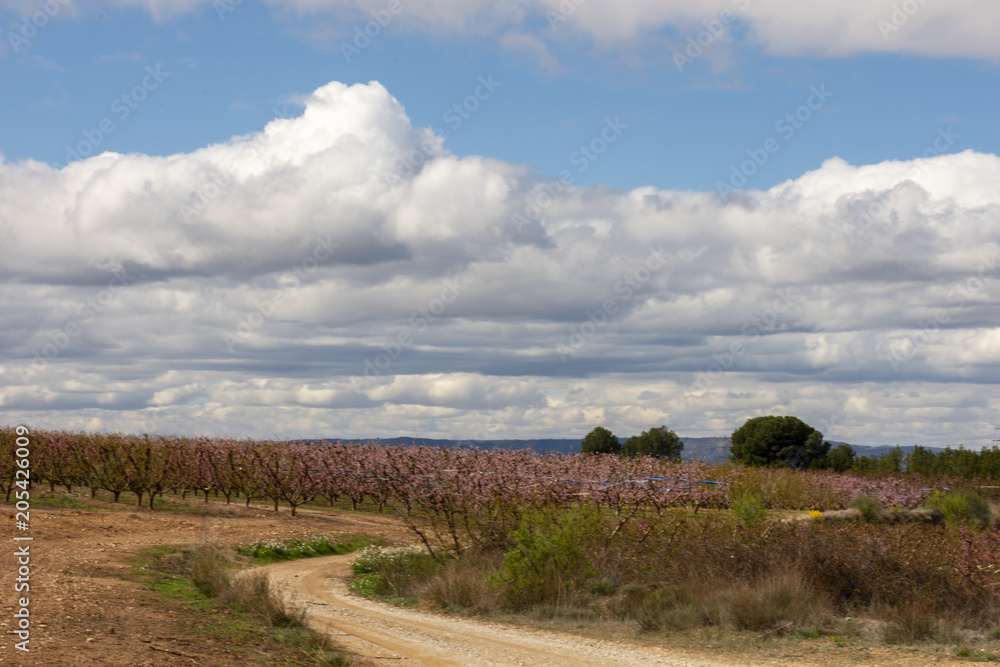 Fields with peach treesin blossom. Fields with peach treesin blossom.