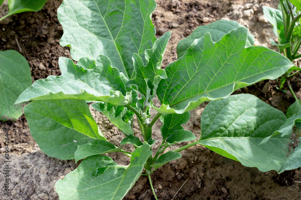 Growing eggplant with fruits in the garden