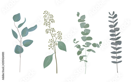 Eucalyptus leaf collection in rustic watercolor style. Set of silver dollar eucalyptus tree foliage, natural seeded, gunni and baby blue eucalyptus tree leaves