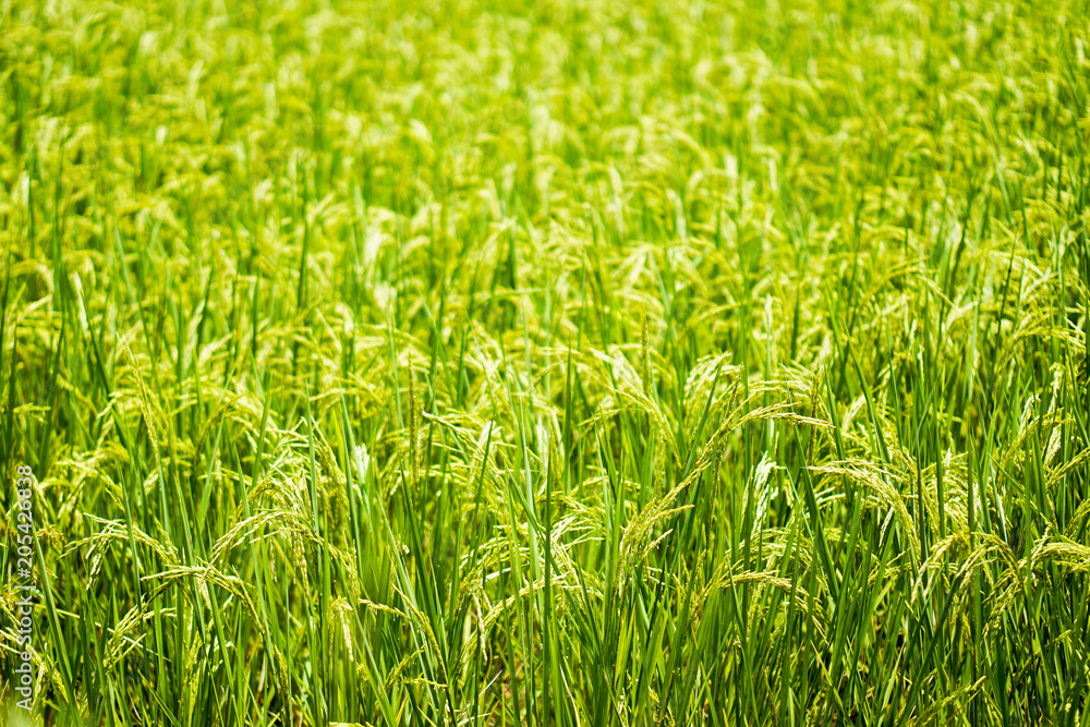 Beautiful nature farm rice and the green field, and the gleaming grain. Beautiful nature farm rice and the green field, and the gleaming grain.
