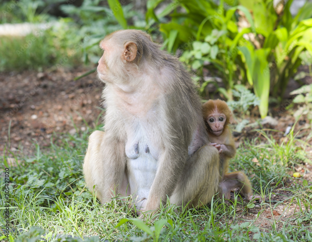 Indian Monkey or Rhesus Macaque Monkey Portrait, Ranakpur Jain Temple, Rajasthan, India Indian Monkey or Rhesus Macaque Monkey Portrait, Ranakpur Jain Temple, Rajasthan, India