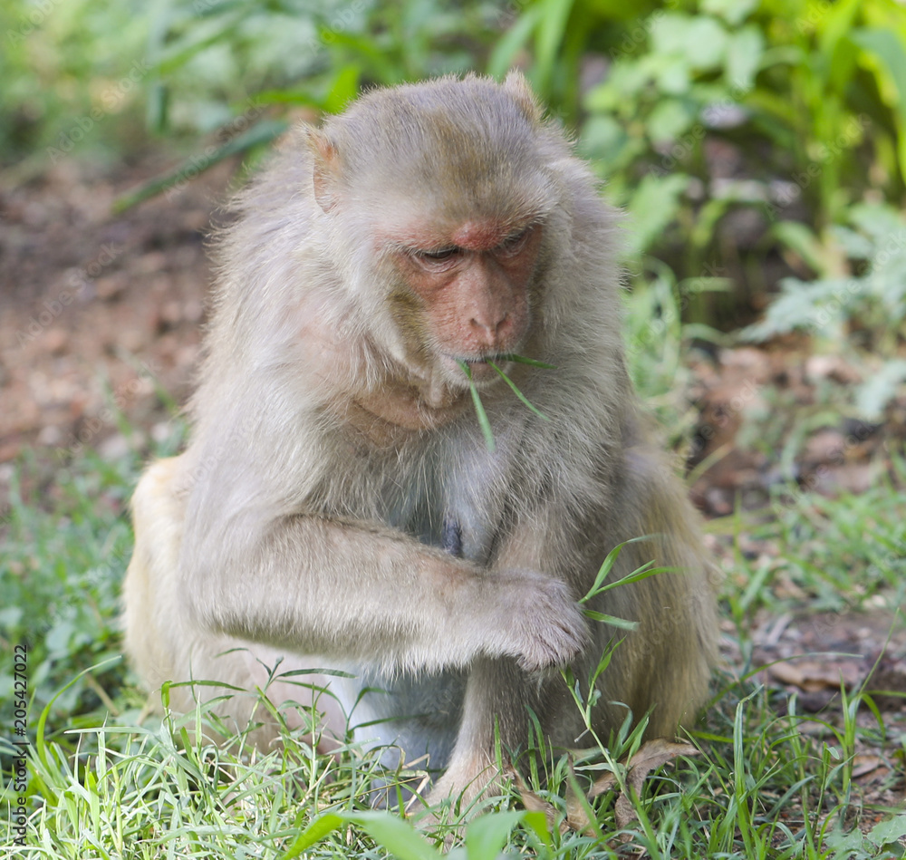 Indian Monkey or Rhesus Macaque Monkey Portrait, Ranakpur Jain Temple, Rajasthan, India Indian Monkey or Rhesus Macaque Monkey Portrait, Ranakpur Jain Temple, Rajasthan, India