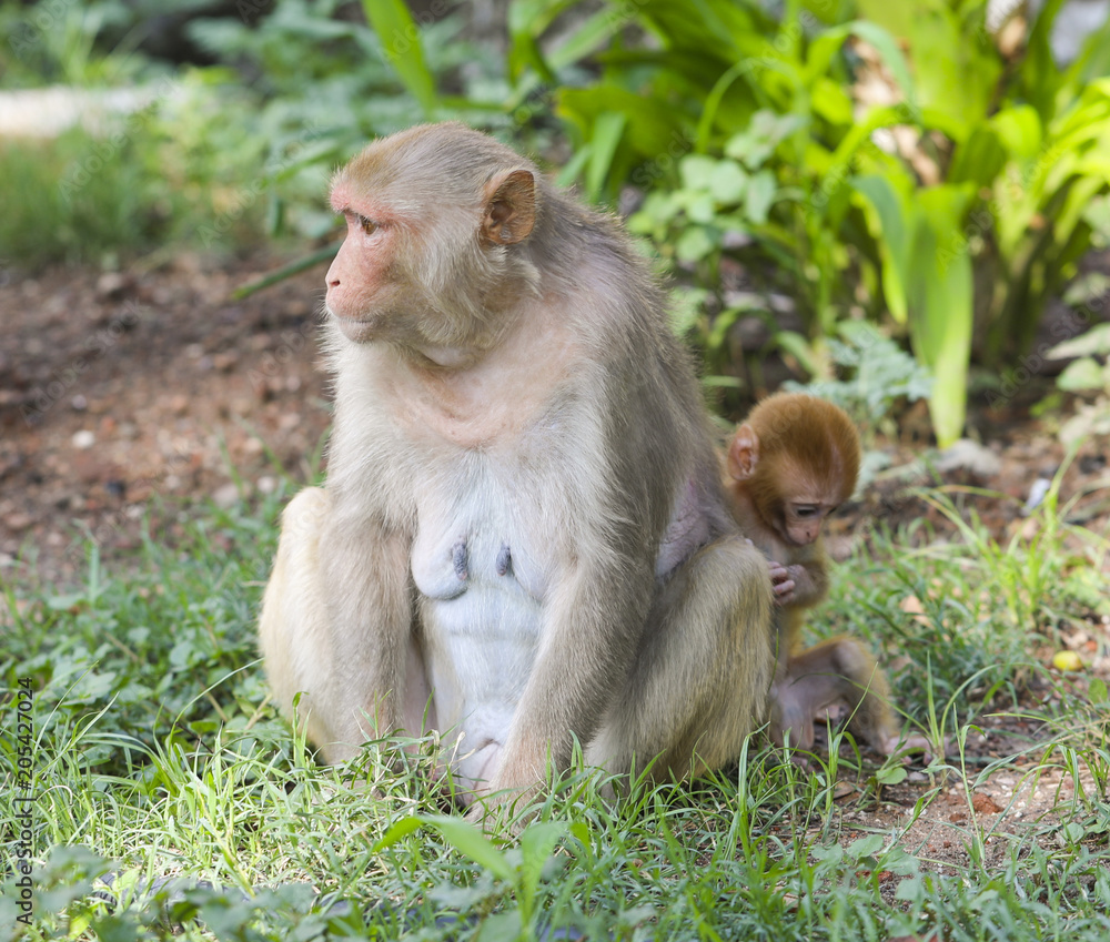 Indian Monkey or Rhesus Macaque Monkey Portrait, Ranakpur Jain Temple, Rajasthan, India Indian Monkey or Rhesus Macaque Monkey Portrait, Ranakpur Jain Temple, Rajasthan, India