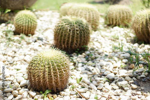 Close up beautiful green cactus in the garden