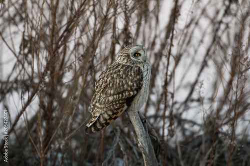 Portrait of short eared owl