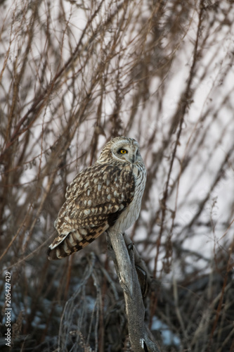 Portrait of short eared owl