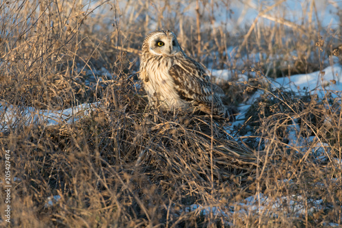 Short-eared owl in weeds