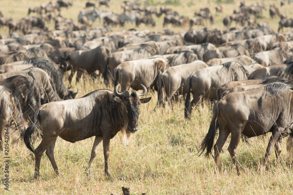 Wildebeest in Masai Mara Wildebeest in Masai Mara