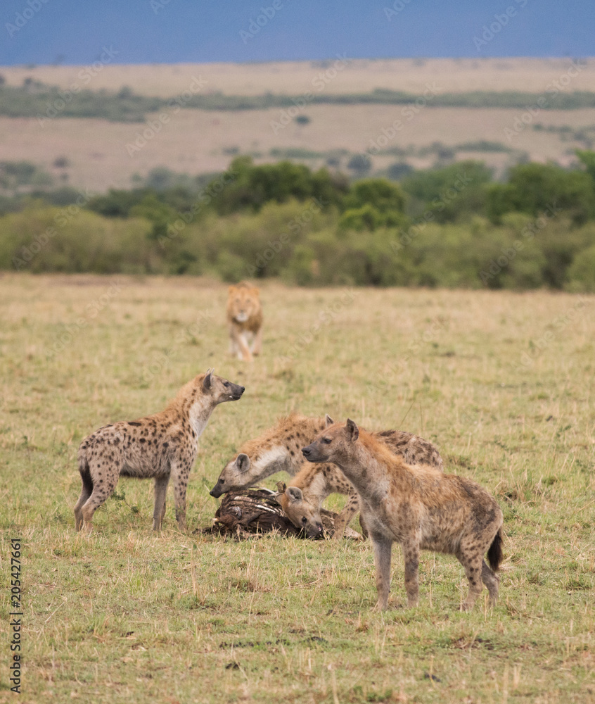 Hyenas running from lion