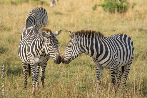 Zebras nose to nose