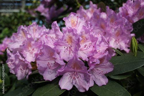 rhododendron