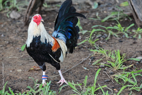 Filipino gamefowl specially bred for fighting in cockfights. Sipalay-Philippines. 0446 photo