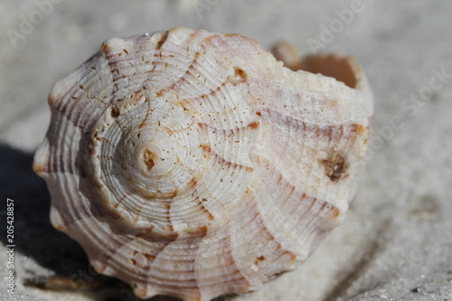 Front view of Lightning Whelk Shell, Sinistrofulgur perversum, found on a beach near Naples Florida photo
