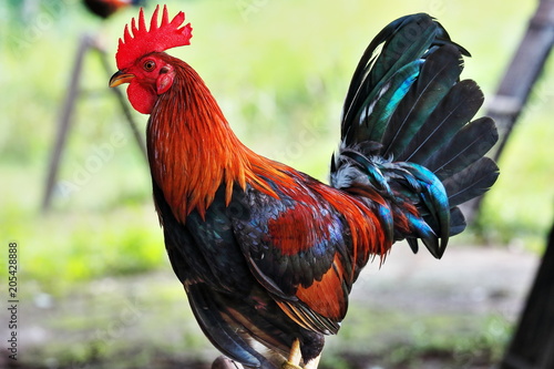 Billede på lærred Filipino gamefowl specially bred for fighting in cockfights