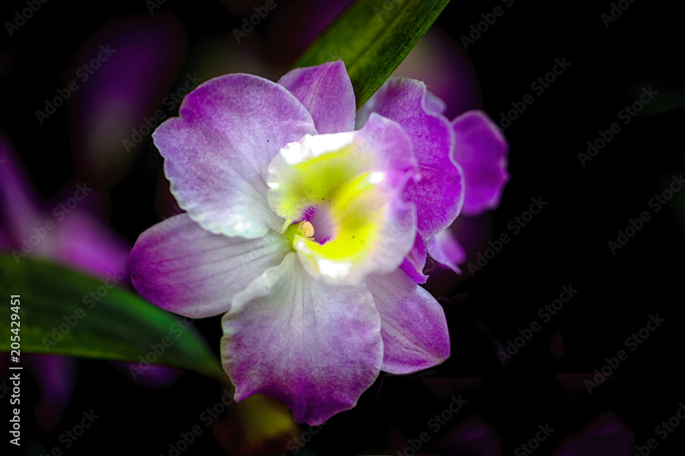 Purple Orchid Purple Orchid