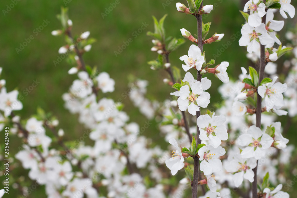 blossoming cherry twigs on a background of green grass blossoming cherry twigs on a background of green grass