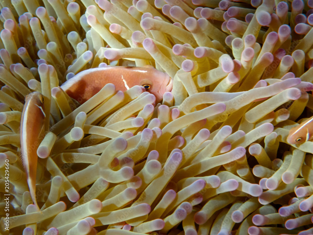 Pink anemonefish in anemone, Koh Tao and Koh Nang Yuan island, Thailand Pink anemonefish in anemone, Koh Tao and Koh Nang Yuan island, Thailand