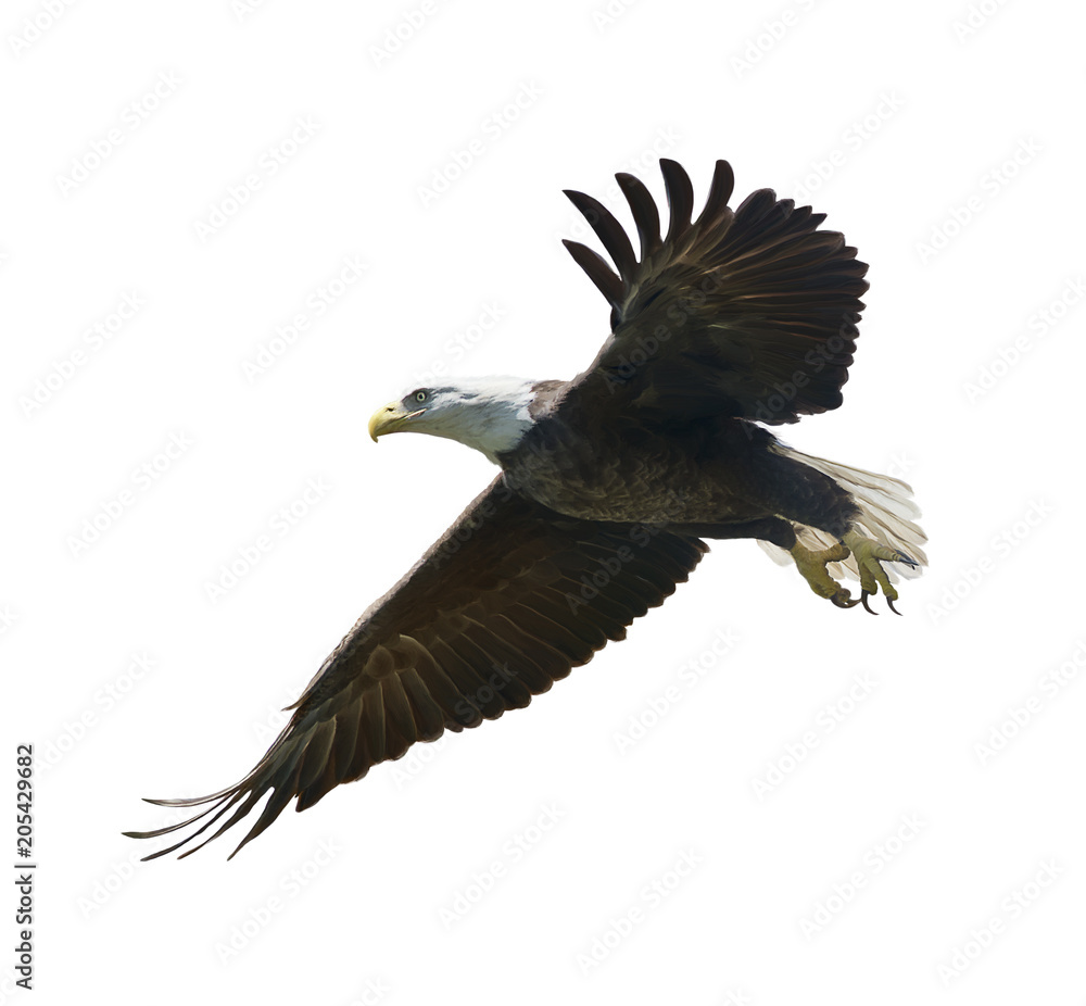 Obraz premium american bald eagle painting