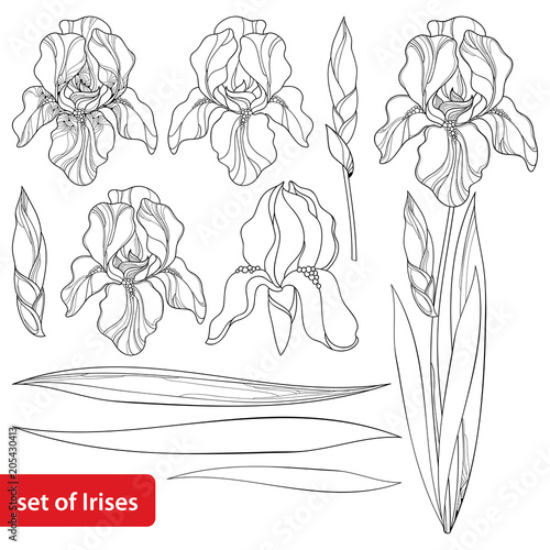 Fototapeta Naklejka Na Ścianę i Meble -  Vector set with outline Iris flower head, bud and ornate leaves in black isolated on white. Drawing of perennial blooming plant Iris in contour style for spring or summer design and coloring book.