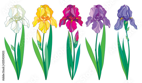 Fototapeta Naklejka Na Ścianę i Meble -  Vector set with outline purple, lilac, yellow and pastel white Iris flower, bud and leaves isolated on white background. Ornate Irises for spring or summer design in contour style.