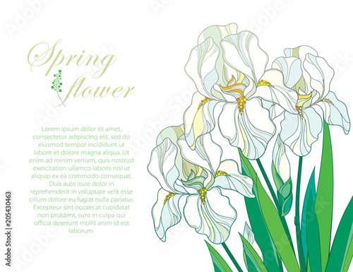 Vector corner composition with outline bouquet of three pastel white Iris flower, bud and green leaf isolated on white background. Ornate contour bunch of Iris for greeting spring or summer design.