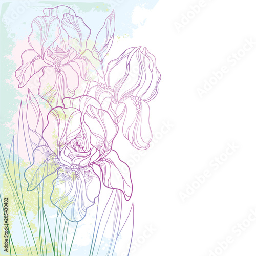 Fototapeta Naklejka Na Ścianę i Meble -  Vector corner composition with outline bouquet of pink Iris flower, bud and leaf on the textured pastel background. Ornate contour bunch of Iris for greeting spring or summer design.