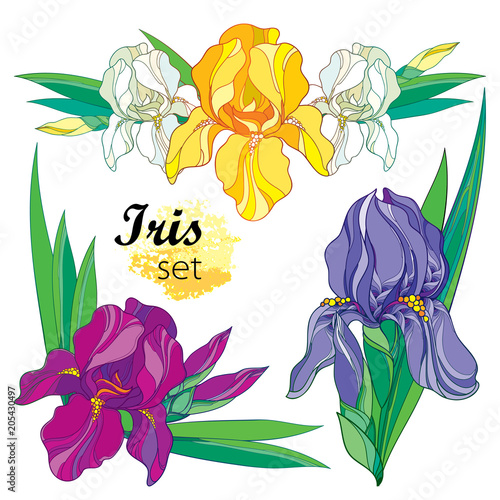 Fototapeta Naklejka Na Ścianę i Meble -  Vector set of composition with outline Iris flower in yellow, purple, lilac and pastel white, bud and ornate leaves isolated on white. Perennial blooming Iris in contour for spring or summer design.