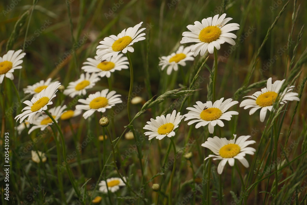 Blooming Chamomile Field, Chamomile Flowers On A Meadow Blooming Chamomile Field, Chamomile Flowers On A Meadow