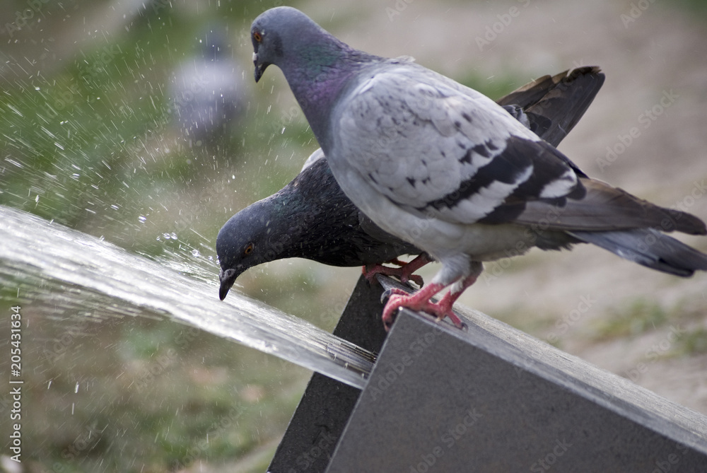 Obraz premium Gołębie