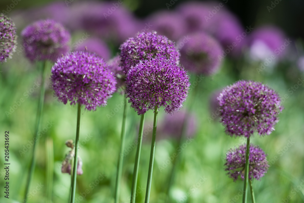 Fototapeta premium Purple onion flower. Landscape. 