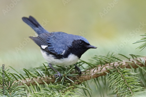 Male Black-throated Blue Warbler perched on a white spruce branch photo