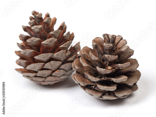 Beautiful pine cones