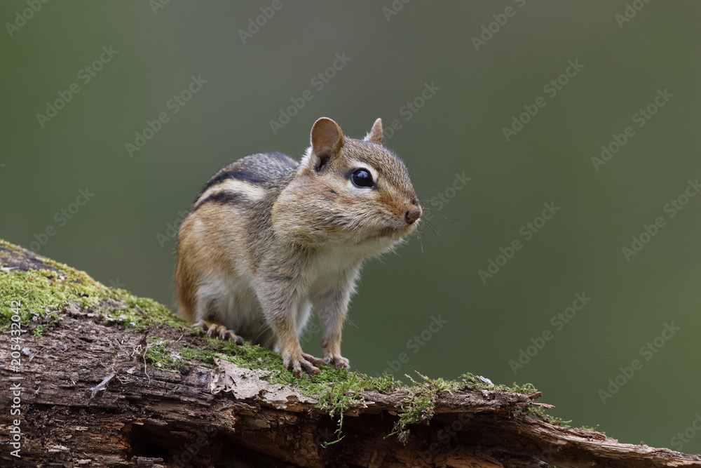 Eastern Chipmunk with its cheek pouches full of food sits on a mossy log Eastern Chipmunk with its cheek pouches full of food sits on a mossy log