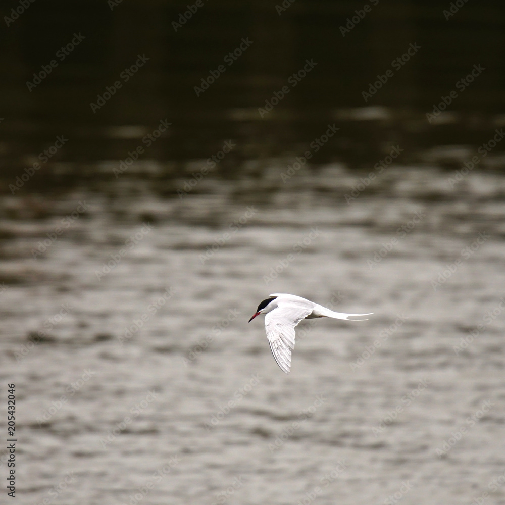 Küstenseeschwalbe im Flug Küstenseeschwalbe im Flug