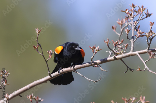 Male Red-winged Blackbird displaying its wing epaulets © Brian Lasenby