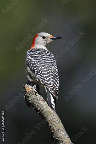 Female Red-bellied Woodpecker perched on a tree branch