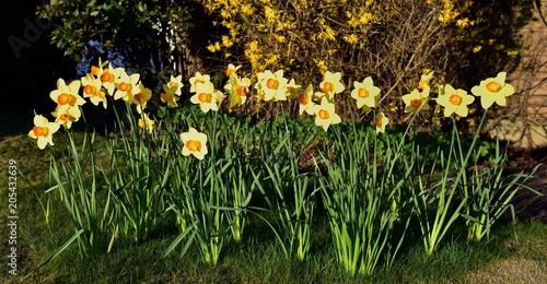 Fototapeta Naklejka Na Ścianę i Meble -  Yellow spring Daffodils in the garden