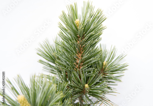 pine tree green needles