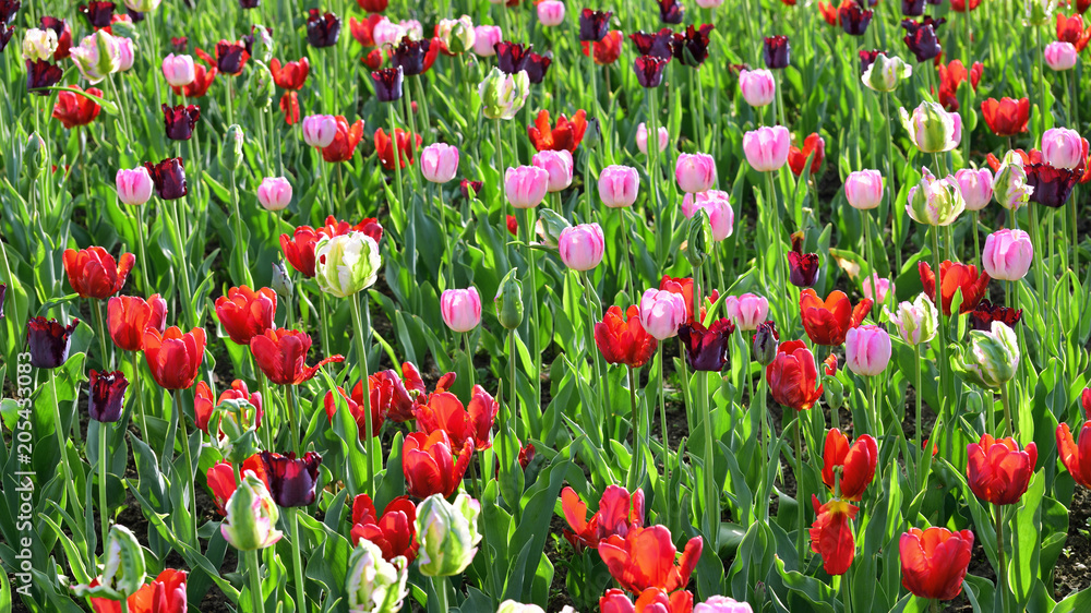 Tulips of different colors and gardens in flowerbed Tulips of different colors and gardens in flowerbed