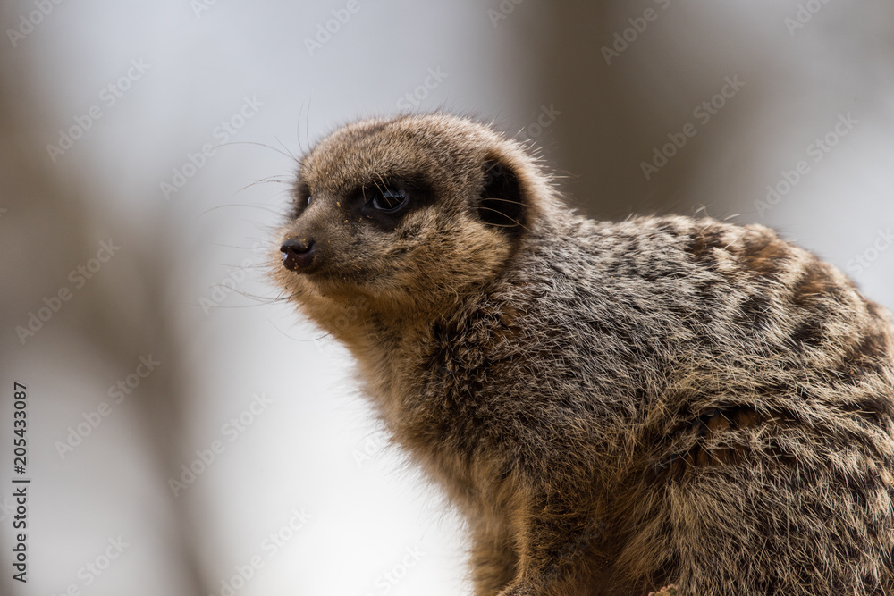 Fototapeta premium Meerkat Guarding