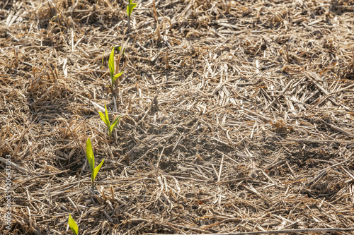 A close-up of corn sprouting from the ground in a no-till field. photo