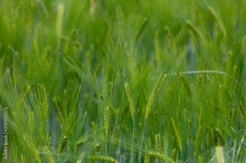Beautiful photo of green wheat field with bokeh - shallow depth of field © Wojciech