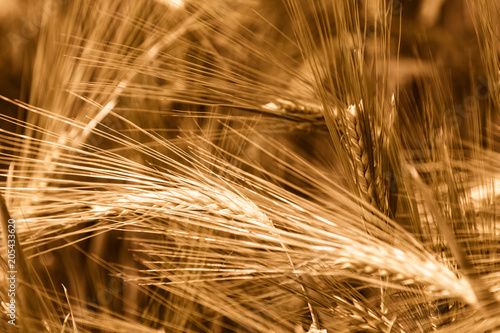 Beautiful photo of golden, fully ripe wheat with shallow depth of field