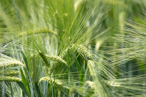 Beautiful photo of green wheat field with bokeh - shallow depth of field