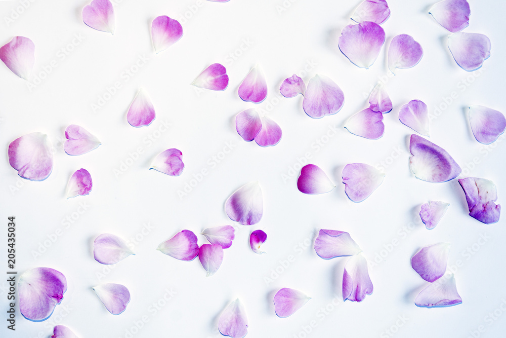 Purple flower rose petals on light background. 